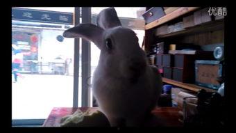 大白兔不迷路在线视频,探索智能导航的奇妙之旅